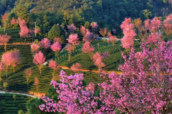 2022无量山樱花谷最美时间 无量山樱花谷什么时候去最合适