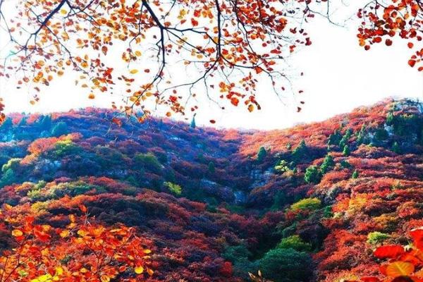 2022广州石门森林公园红叶什么时候开