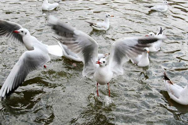 昆明观鸥季是什么时候 2020昆明观鸥最佳时间-地点