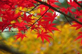 12月长沙有枫叶吗 长沙红叶什么时候结束