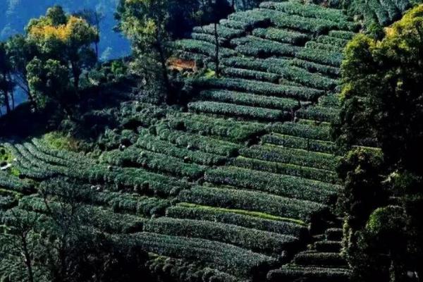 杭州龍井茶園介紹 杭州龍井茶產地有哪些