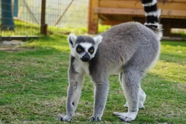 2020金牛湖野生動物王國免費開放日是哪一天 免費開放日預約時間