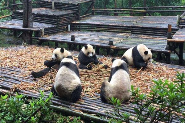 2020成都大熊猫繁育研究基地免费开放日时间 怎么预约