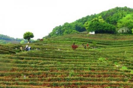 龙井问茶游玩攻略-门票价格-景点信息