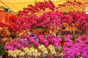 2021佛山迎春花市时间及地点-活动介绍