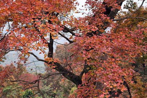 2020广州石门森林公园什么时候去最好 附最佳观赏期