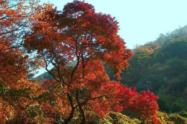 2020广州石门森林公园什么时候去最好 附最佳观赏期