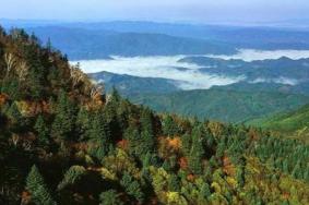 2024岗山森林公园旅游攻略-门票价格-景点信息