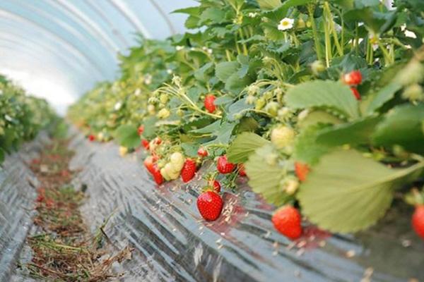 2020上海草莓采摘农家乐哪里好玩 上海草莓采摘基地