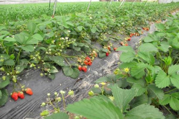 2020上海草莓采摘农家乐哪里好玩 上海草莓采摘基地