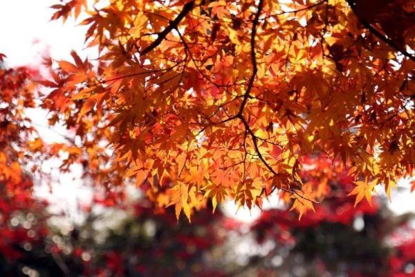 上海郊區(qū)紅葉地圖 上海紅葉最佳觀賞時間