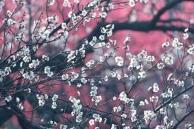 冬季梅花山怎么样 南京梅花山冬季赏雪赏梅攻略
