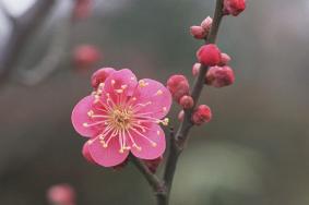 杭州赏梅最佳时间 杭州赏梅花的地方