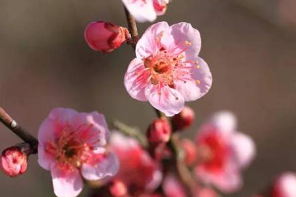 北京賞梅花去哪里 北京賞梅花最佳時間