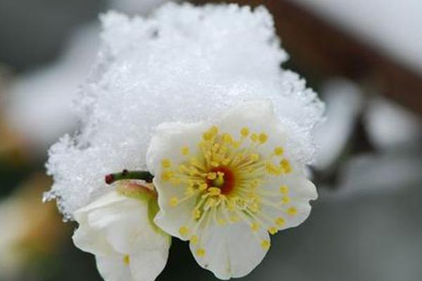 北京賞梅花去哪里 北京賞梅花最佳時間