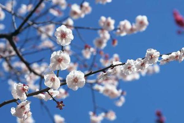 北京賞梅花去哪里 北京賞梅花最佳時間