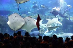 2021年元旦长沙海底世界游玩攻略 长沙海底世界活动-门票-时间