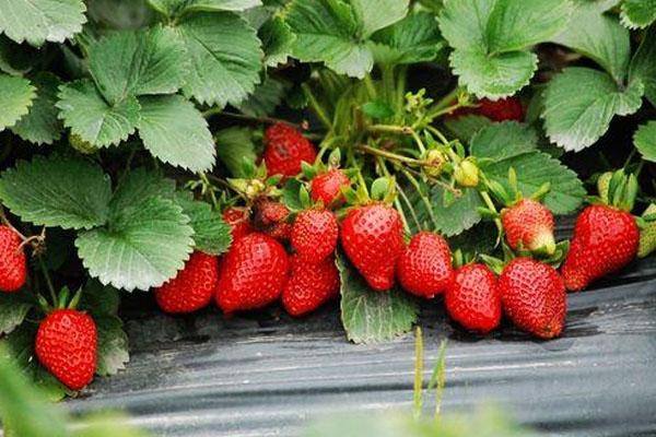 2021年上海哪里可以摘草莓-采草莓去哪里