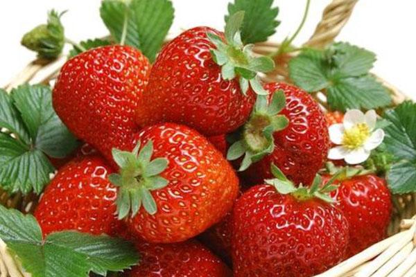 2021年上海哪里可以摘草莓-采草莓去哪里