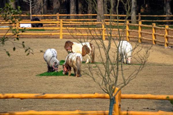 武漢野生動物王國12月31日正式開業 門票-開放時間