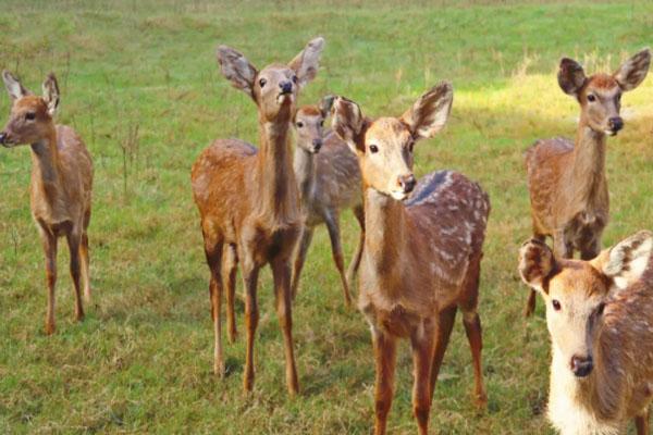 武漢野生動物王國12月31日正式開業 門票-開放時間