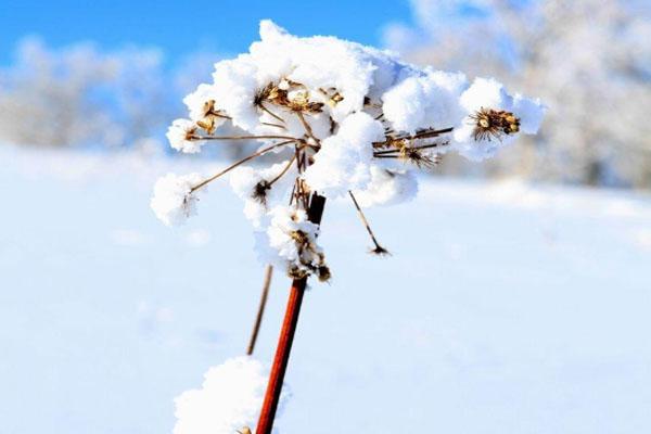 2021年北京元旦天氣預(yù)報 會不會下雪