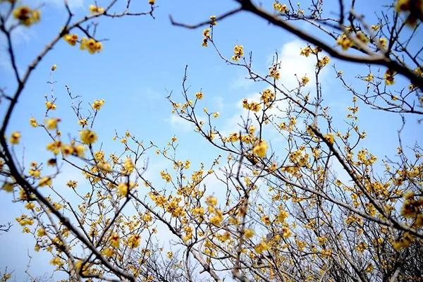 重慶賞梅花的地方 重慶賞梅什么地方好