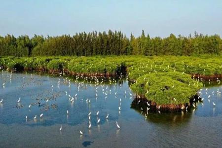 2022彩桥红树林自然保护区游玩攻略 - 门票价格 - 交通 - 地址