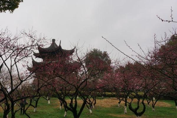 杭州超山风景区门票多少钱 2021杭州超山风景区门票优惠政策