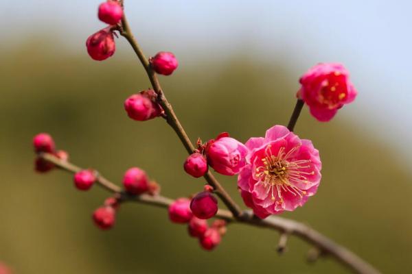 渝北觀賞梅花的地方 賞梅地點-門票-路線