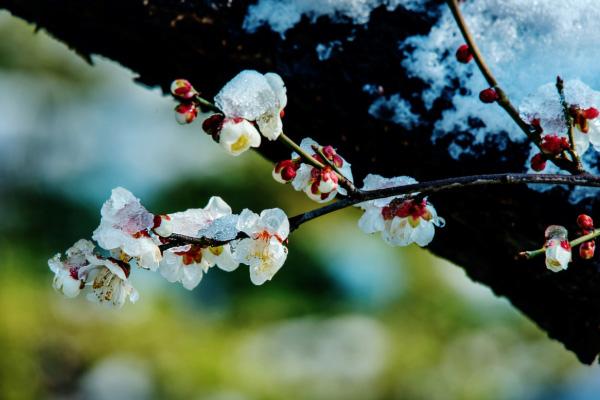 南京赏梅花的地方 南京温泉哪个最值得去