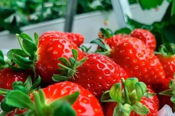 2021广州草莓园采摘地址及门票价格