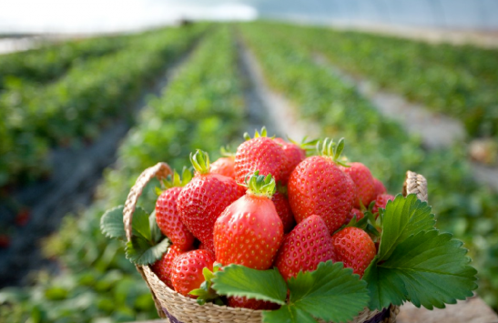 长沙草莓采摘园在哪-联系电话及交通指南