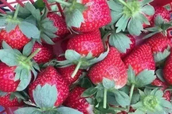 深圳摘草莓的地方2021 深圳摘草莓的地方在哪里