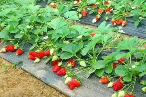 深圳摘草莓的地方2021 深圳摘草莓的地方在哪里