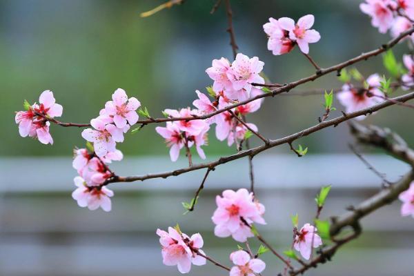 江门春季赏花的地方有哪些 江门春季赏花地点推荐