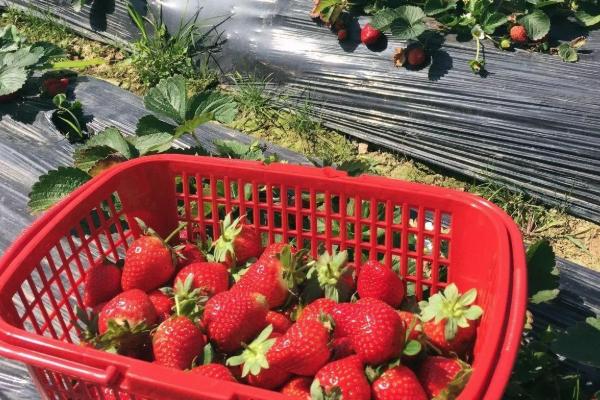 清远摘草莓的地方有哪些 清远摘草莓地点推荐