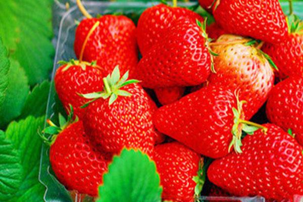 杭州摘草莓的地方2021 杭州摘草莓好去处