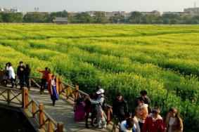 2021东莞桥头油菜花节游玩攻略 油菜花节时间-地点-交通指南