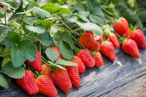 武汉摘草莓的地方盘点最新2021 武汉摘草莓哪里最好