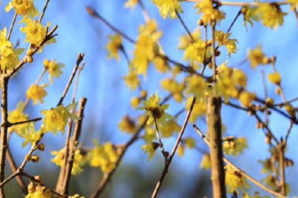 湖南省森林植物園冬天有什么花 湖南省森林植物園開放時間