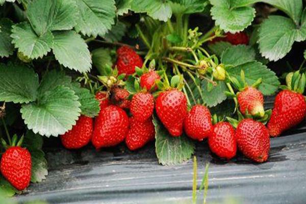 2021北京摘草莓的地方 北京哪里可以摘草莓