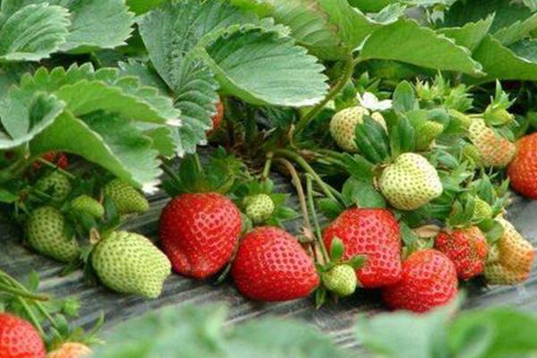 2021北京摘草莓的地方 北京哪里可以摘草莓