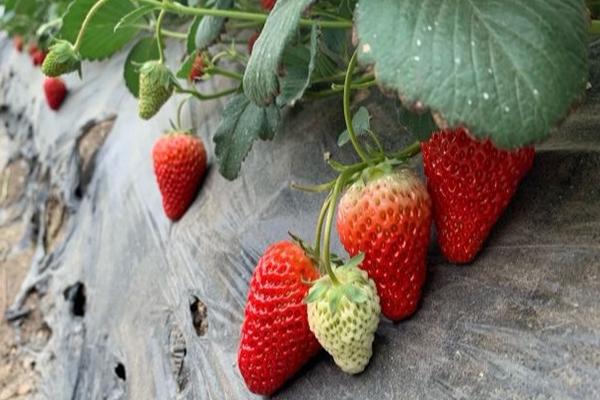 天津摘草莓的地方2021 天津摘草莓去哪里