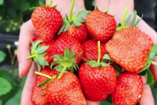 昆明摘草莓的地方在哪里2021 昆明摘草莓地点推荐
