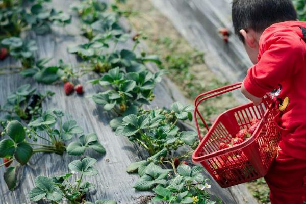 昆明摘草莓的地方在哪里2021 昆明摘草莓地点推荐