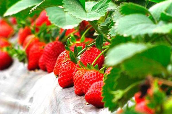 郑州摘草莓的地方2021 郑州摘草莓去哪里