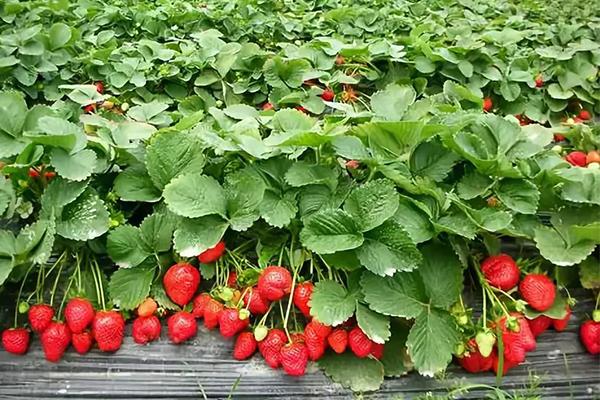 郑州摘草莓的地方2021 郑州摘草莓去哪里