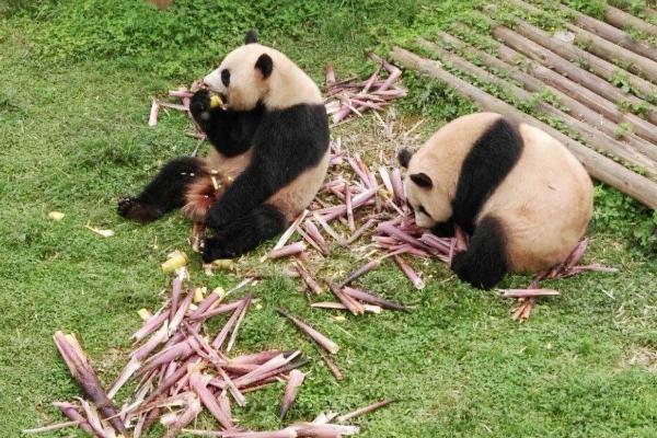 2021長沙生態動物園門票多少錢 長沙生態動物園游玩攻略