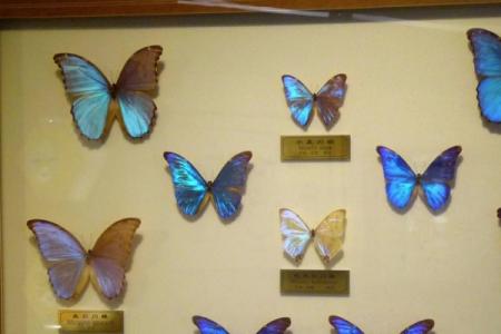 2021南京紫金山昆虫博物馆门票 南京紫金山昆虫博物馆免费开放日